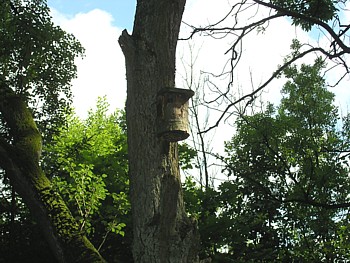 kliknij, aby powikszy