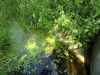 kliknij, aby powikszy