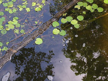 kliknij, aby powikszy