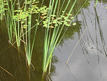 kliknij, aby powikszy