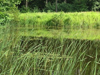 kliknij, aby powikszy