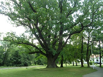 kliknij, aby powikszy