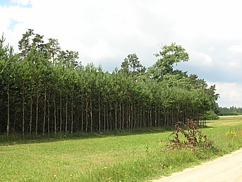 kliknij, aby powikszy