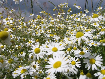 kliknij, aby powikszy