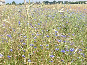 kliknij, aby powikszy