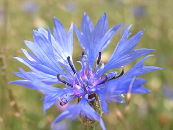 kliknij, aby powikszy