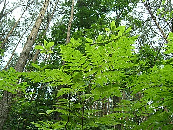 kliknij, aby powikszy