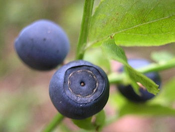 kliknij, aby powikszy