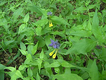 kliknij, aby powikszy