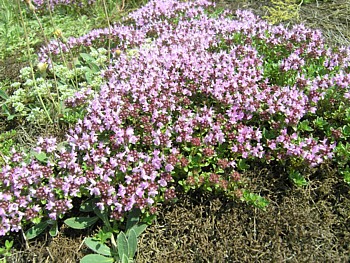 kliknij, aby powikszy