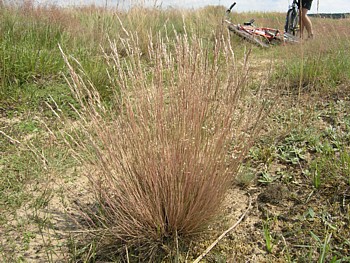 kliknij, aby powikszy