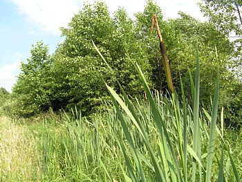 kliknij, aby powikszy