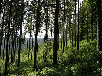 kliknij, aby powikszy