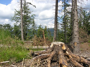 kliknij, aby powikszy
