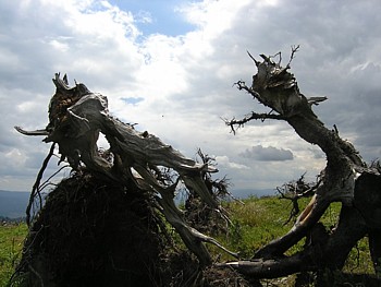 kliknij, aby powikszy