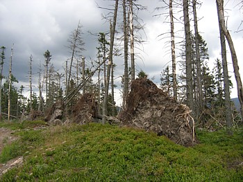kliknij, aby powikszy