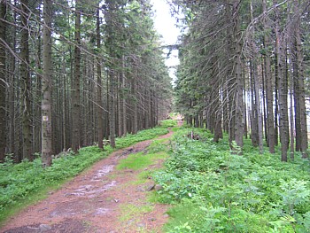 kliknij, aby powikszy