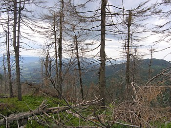 kliknij, aby powikszy