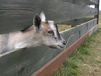 kliknij, aby powikszy