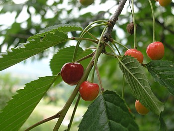 kliknij, aby powikszy