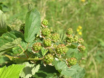 kliknij, aby powikszy