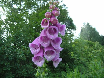 kliknij, aby powikszy