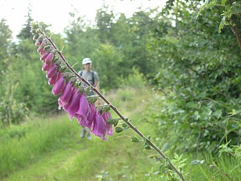 kliknij, aby powikszy