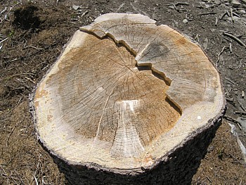 kliknij, aby powikszy