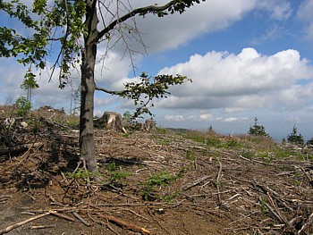 kliknij, aby powikszy