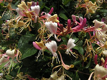 kliknij, aby powikszy