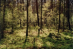 kliknij, aby powi�kszy�