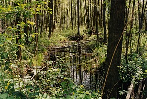 kliknij, aby powi�kszy�