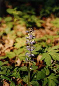 kliknij, aby powi�kszy�