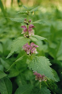 kliknij, aby powi�kszy�