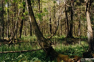 kliknij, aby powi�kszy�