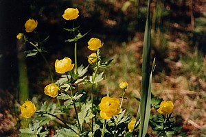 kliknij, aby powi�kszy�