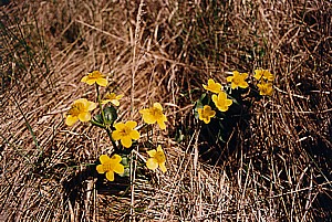 kliknij, aby powi�kszy�