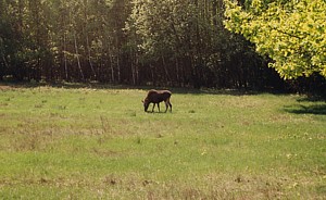 kliknij, aby powi�kszy�