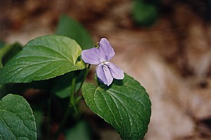 kliknij, aby powi�kszy�