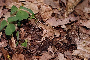 kliknij, aby powi�kszy�