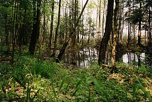 kliknij, aby powi�kszy�