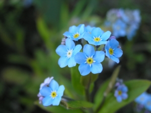 -kliknij, by powiekszy�-