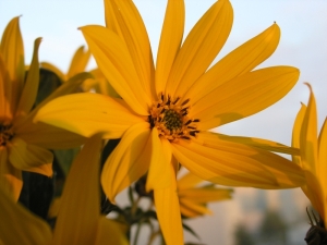 -kliknij, by powiekszy�-