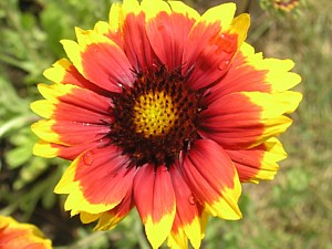 -kliknij, by powiekszy�-