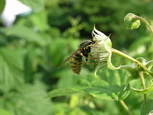 -kliknij, by powiekszy�-