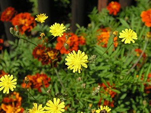 -kliknij, by powiekszy�-