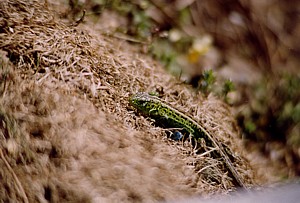 -kliknij, by powiekszy�-