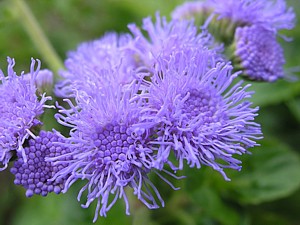 -kliknij, by powiekszy�-