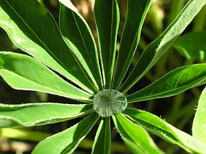 -kliknij, by powiekszy�-