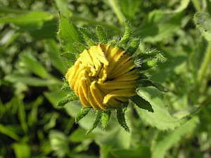 -kliknij, by powiekszy�-